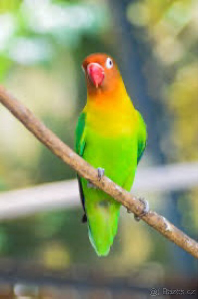 Agapornis Fišer