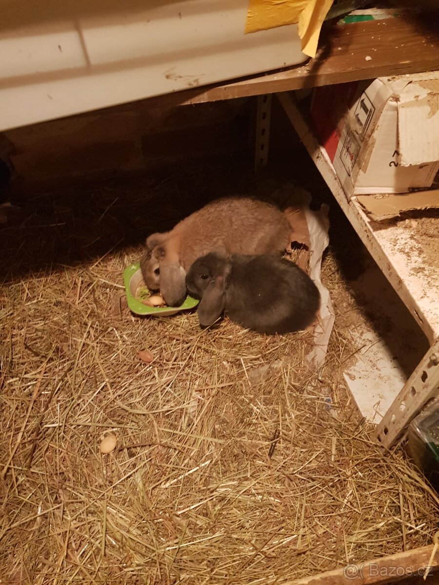 Prodám 4ks králíků, budou střední velikosti