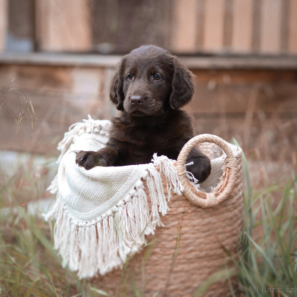 FLAT coated retriever -Černí kluci ť s PP