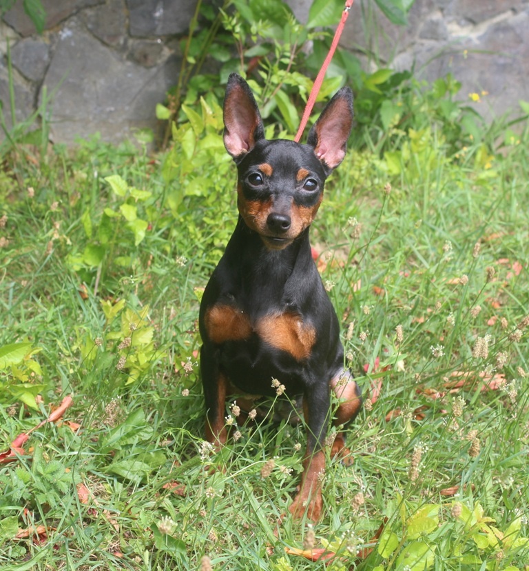 Miniatúrny pinč(Trpasličí pinč ), fenka s PP