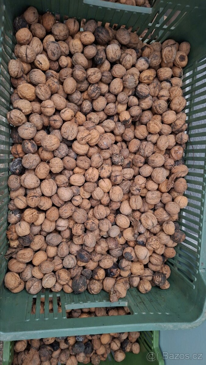 Vlašské ořechy BIO kvalita