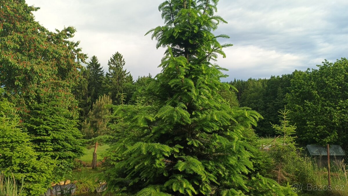 Vánoční stromky,živé stromky, chvojí