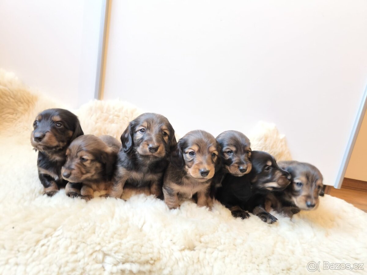 Jezevčík dlouhosrstý standartní s PP