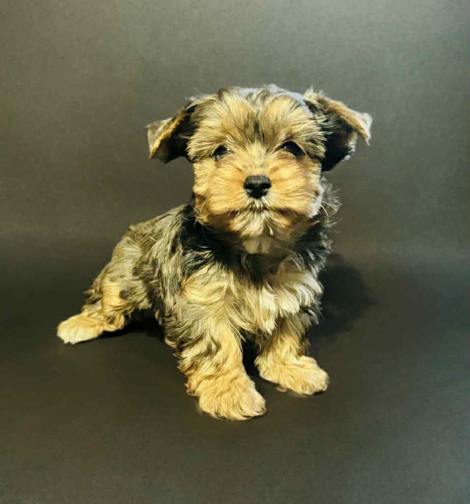 Yorkšírský teriér