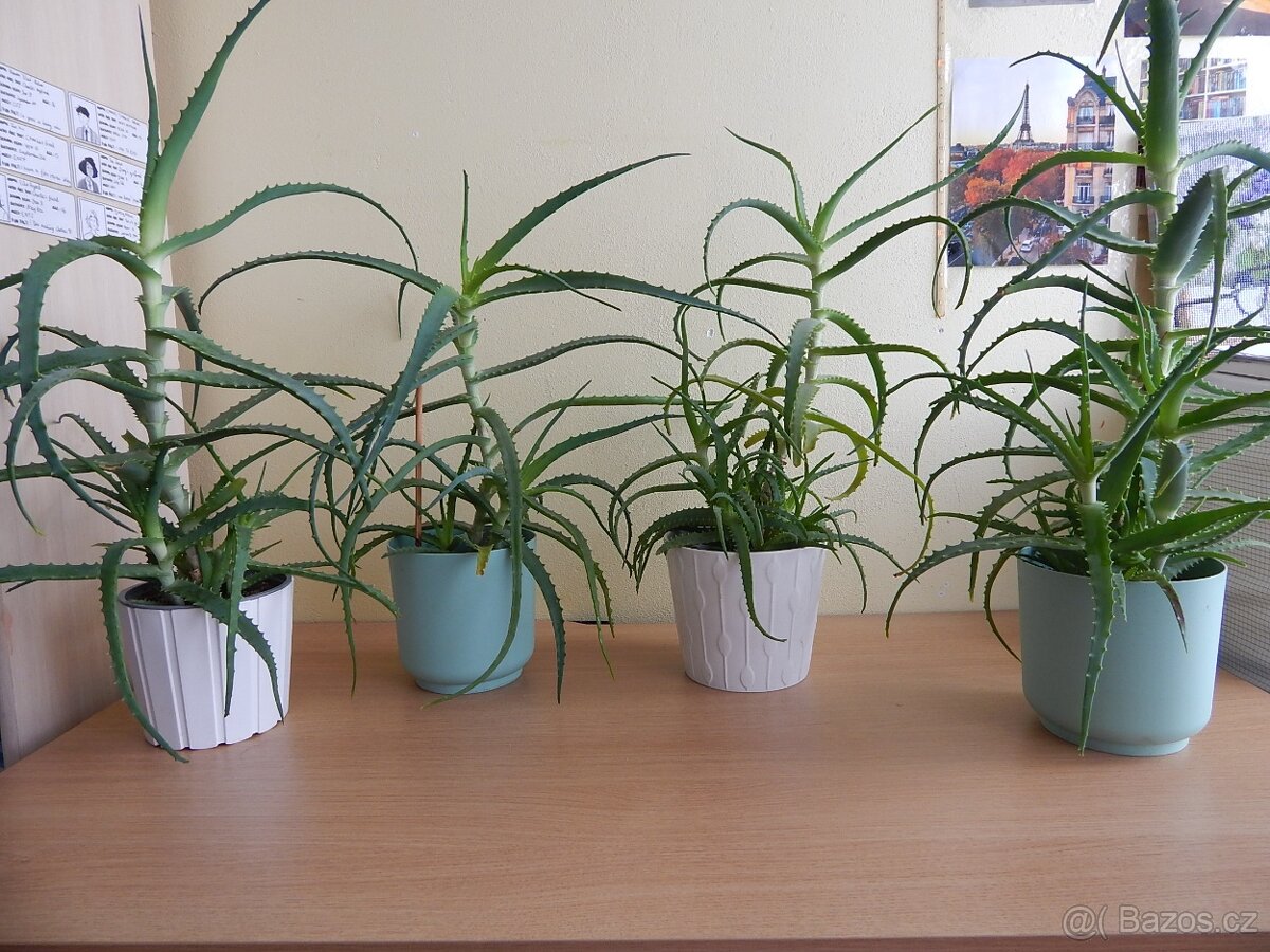 Pokojové rostliny Aloe vera pravá - 3 - 5let