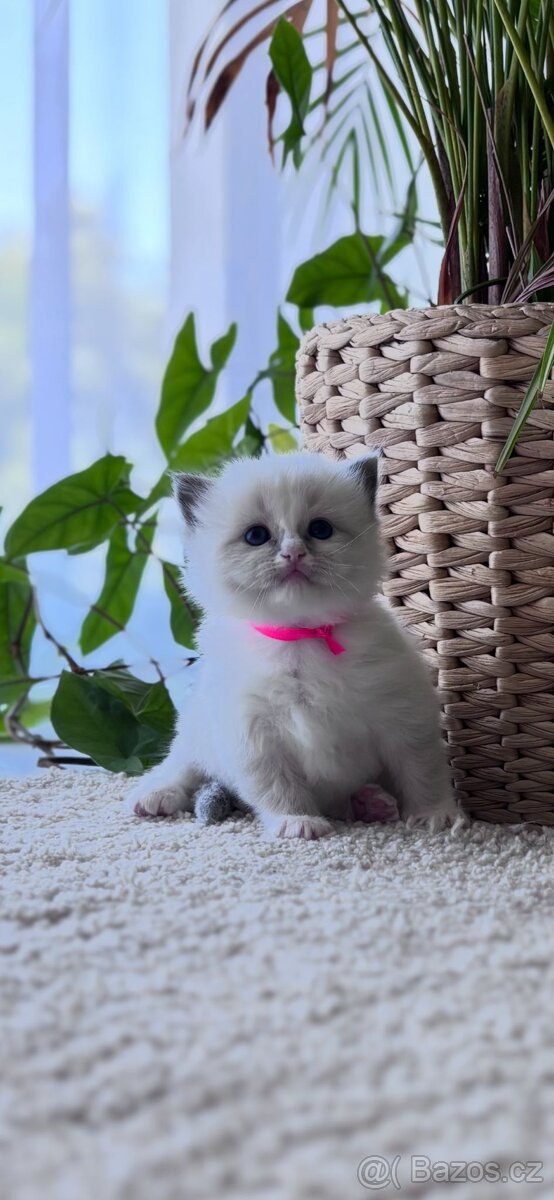 Ragdoll koťata