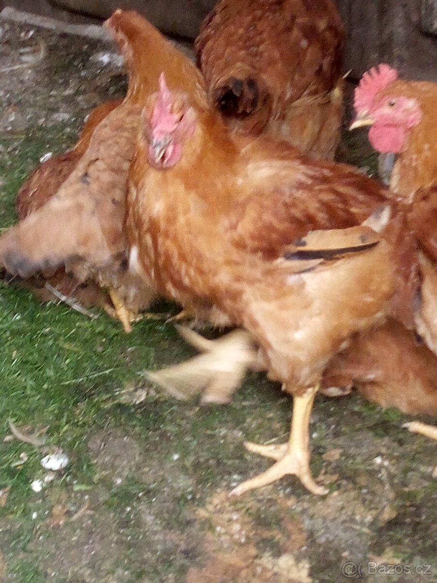 Kalimero