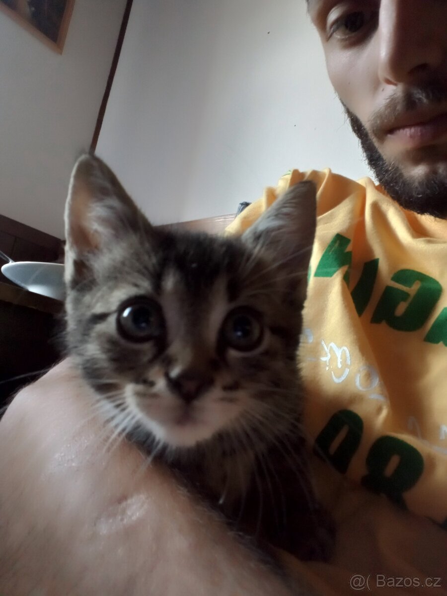 Prodám koťátko za symbolickou cenu