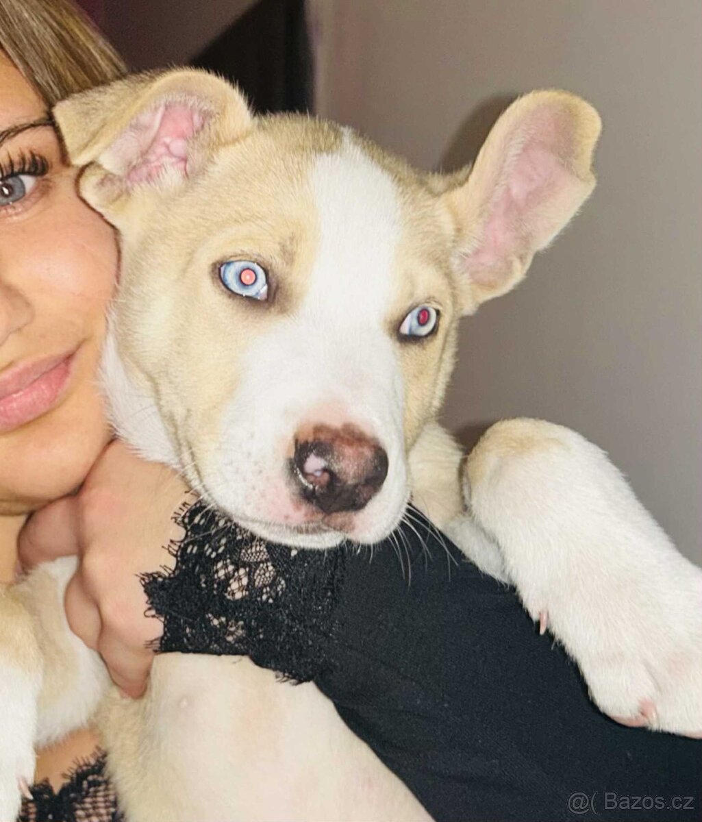 S těžkým srdcem prodám 4 měsíční štěnatko