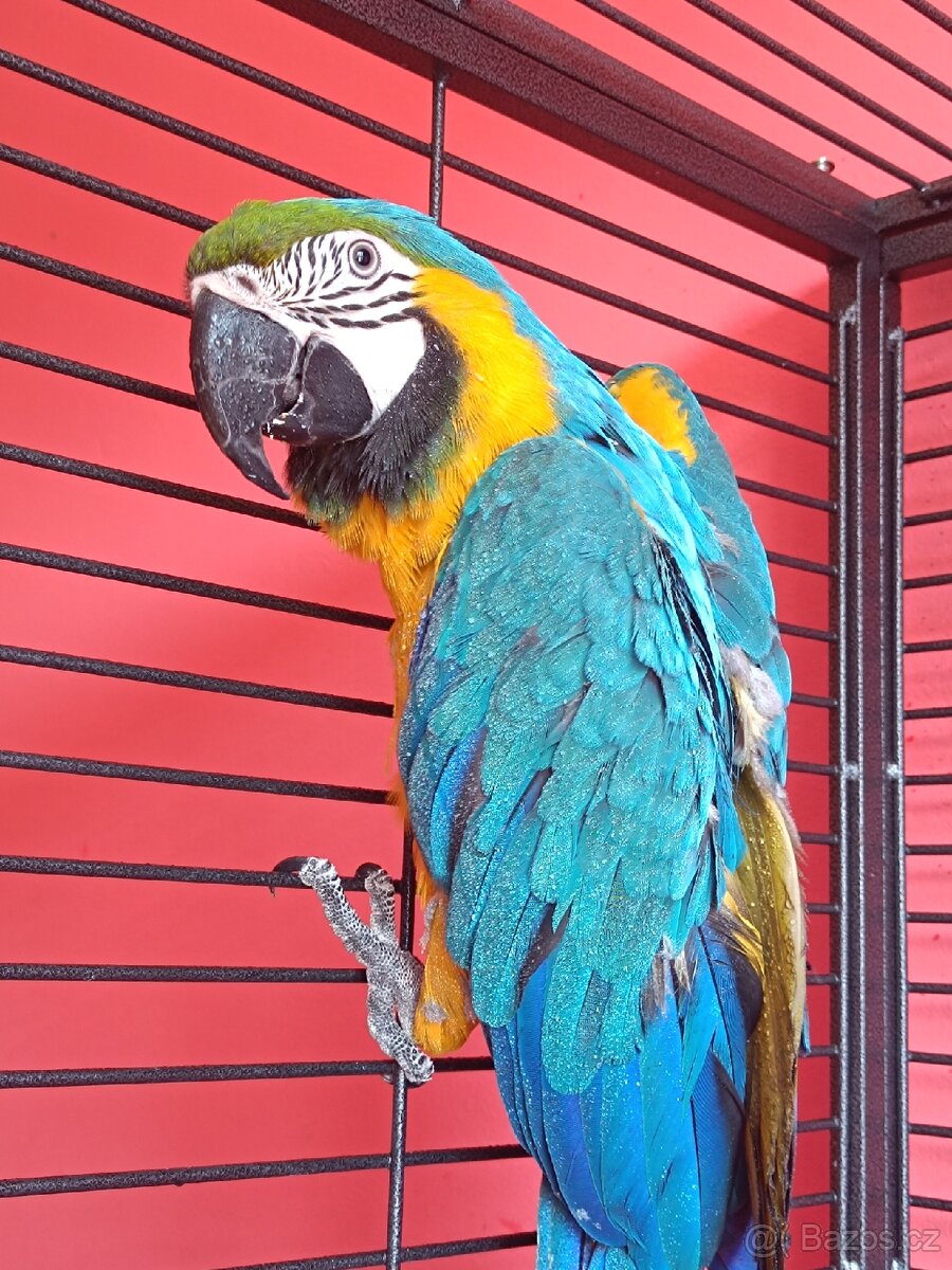 Ara ararauna