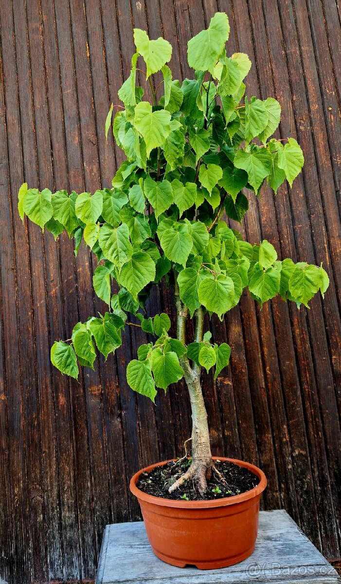 PRE-BONSAI, BONSAJ - LIPA SRDCITA