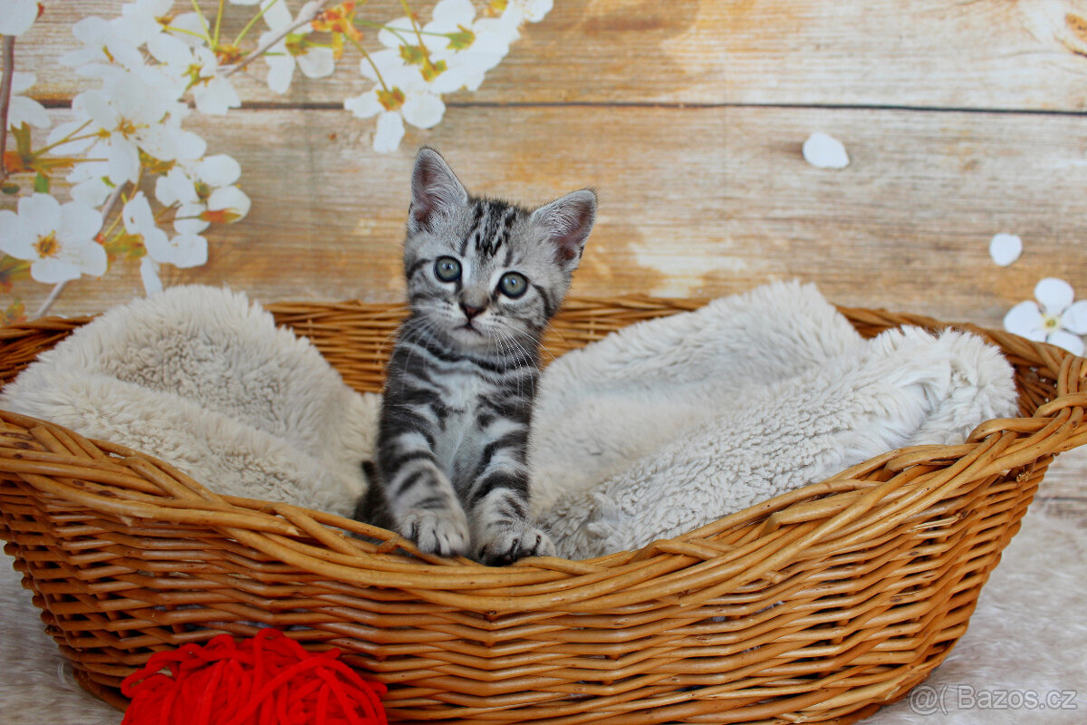 Prodám whiskas britské koťátko bez PP - kočička