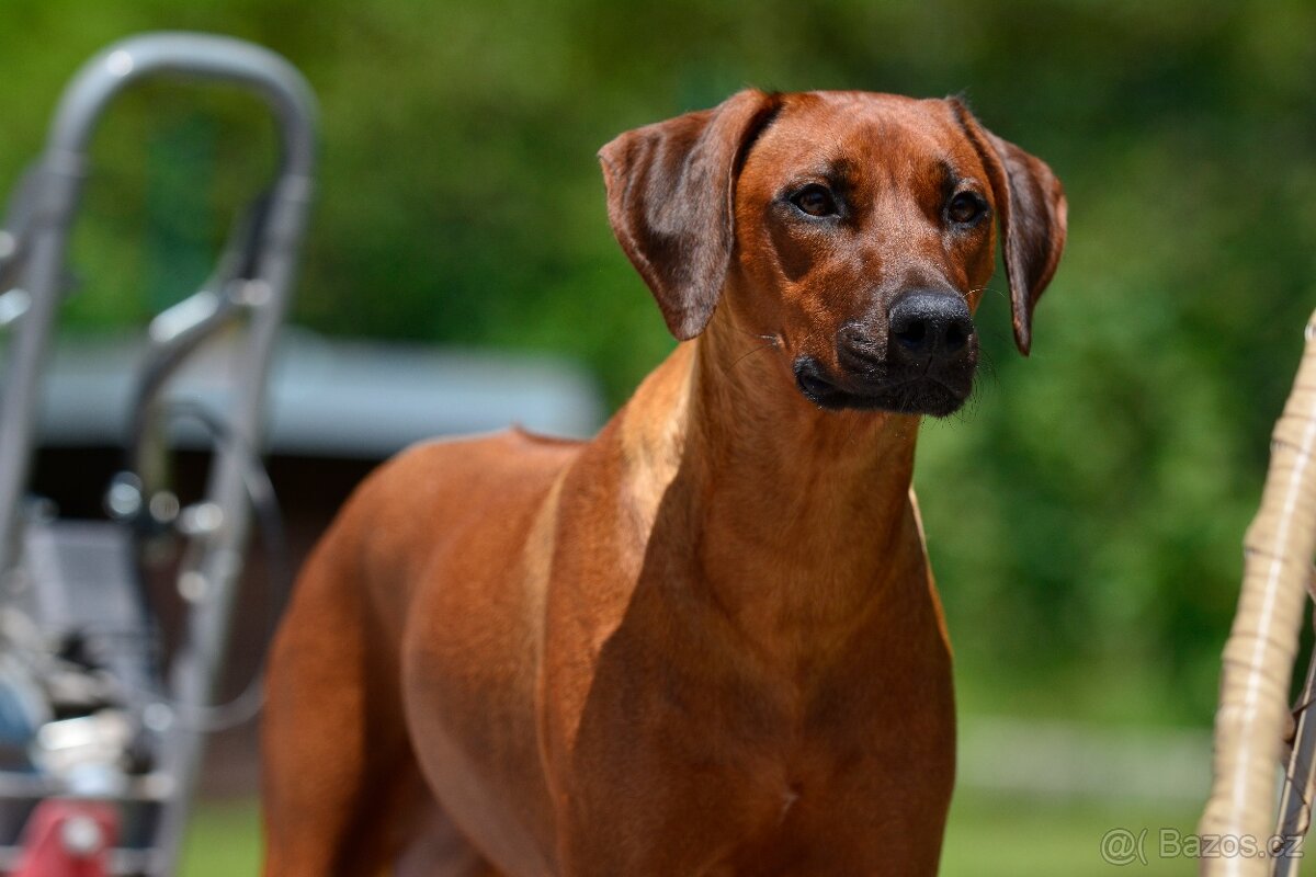 Rhodéský ridgeback - štěňátka k rezervaci 💙