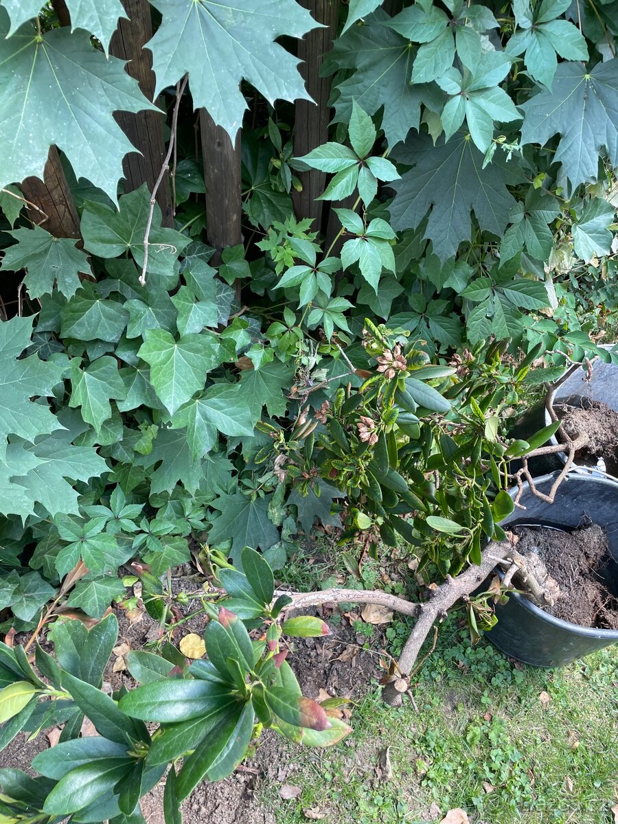2x rhododendrony zdarma