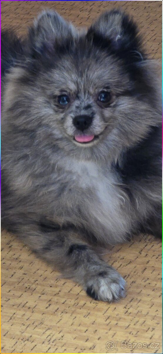 Pomeranian pejsek bez PP