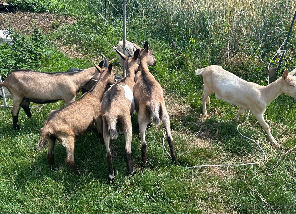 Prodám kůzlata (kozičky, kozlíky), roční kozičku