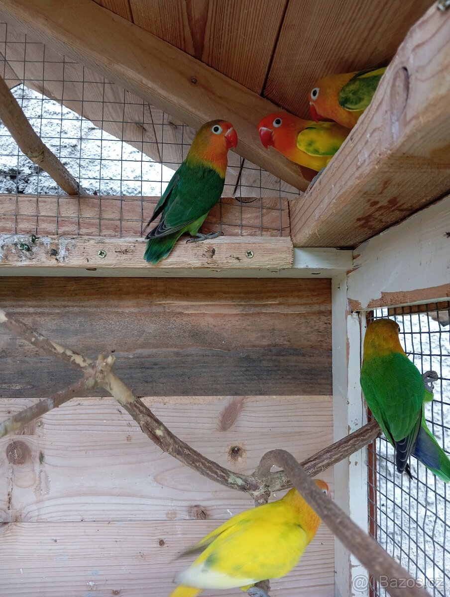 Agapornis fisheri