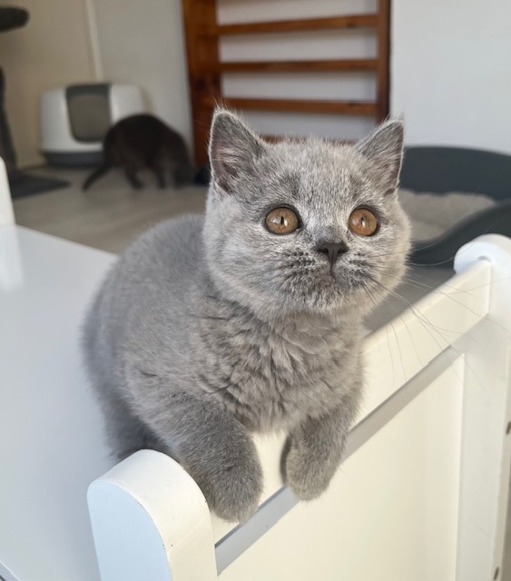 Britská koťátka s PP k odběru