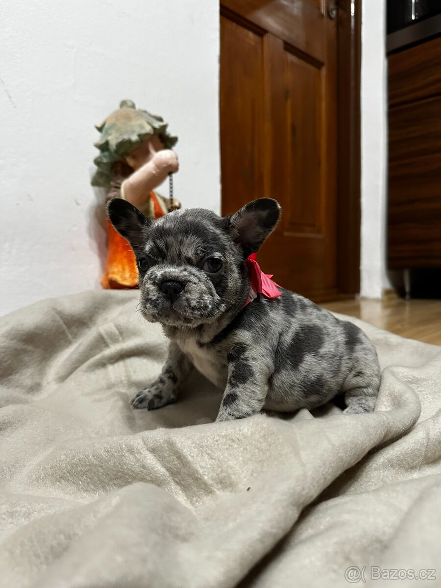 Francouzsky buldoček