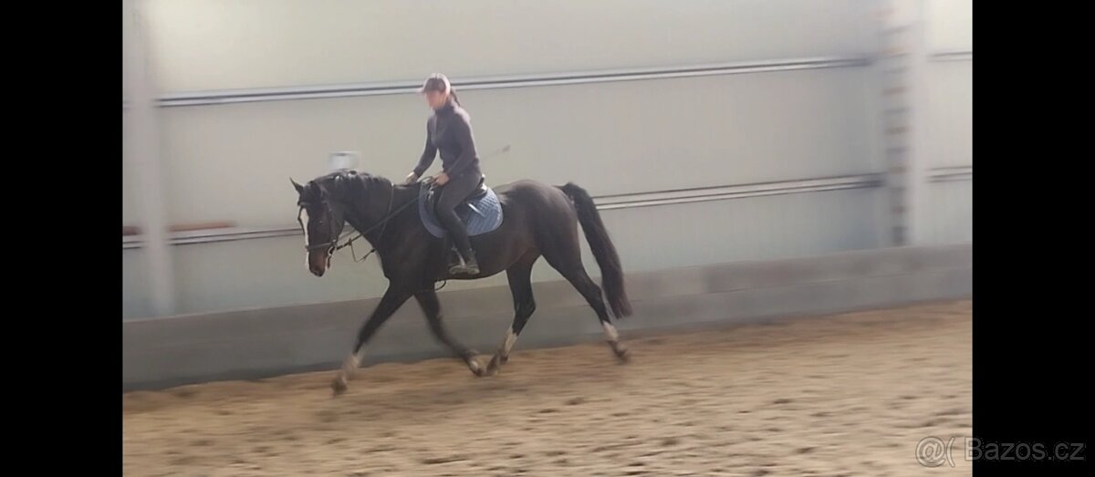 3 lety velice charakterní valach vhodný do sportu