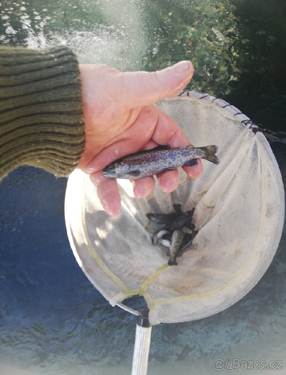 Pstruh duhový násada Praha