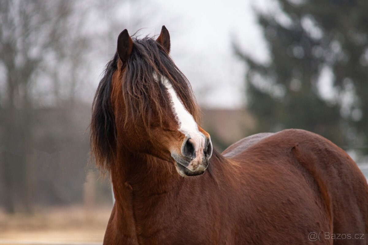 Připouštění welsh cob