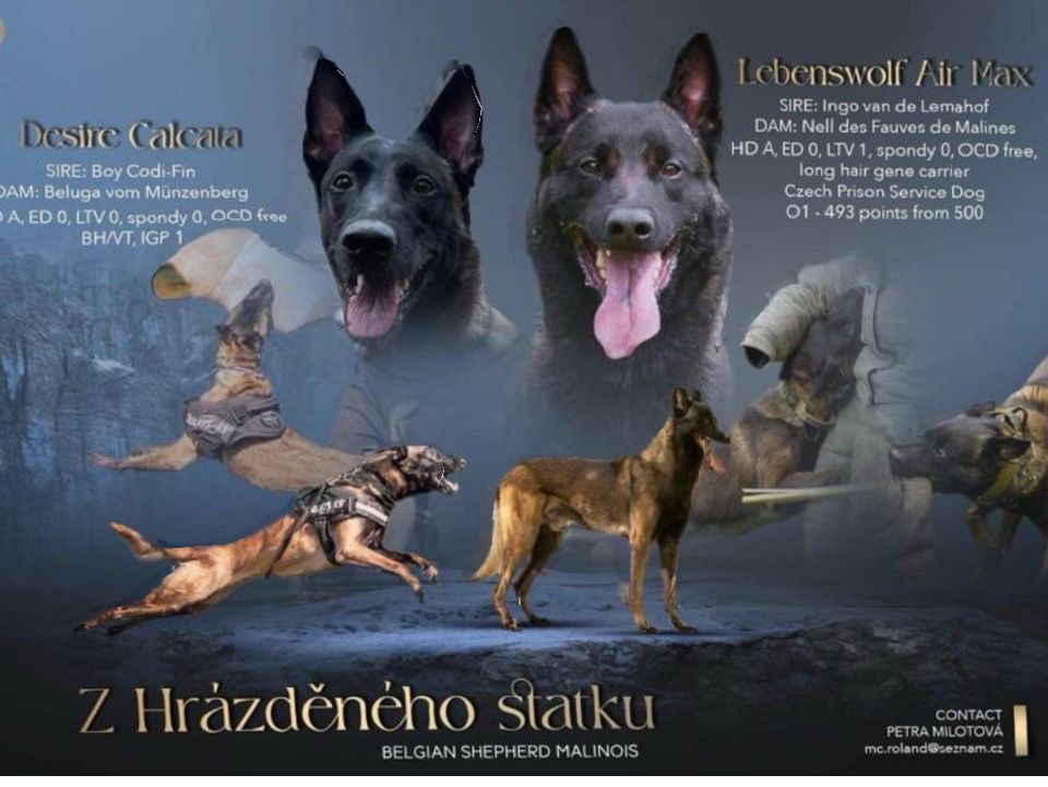 Belgický ovčák Malinois , pejsek