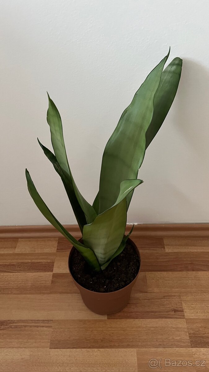 Sansevieria Moonshine