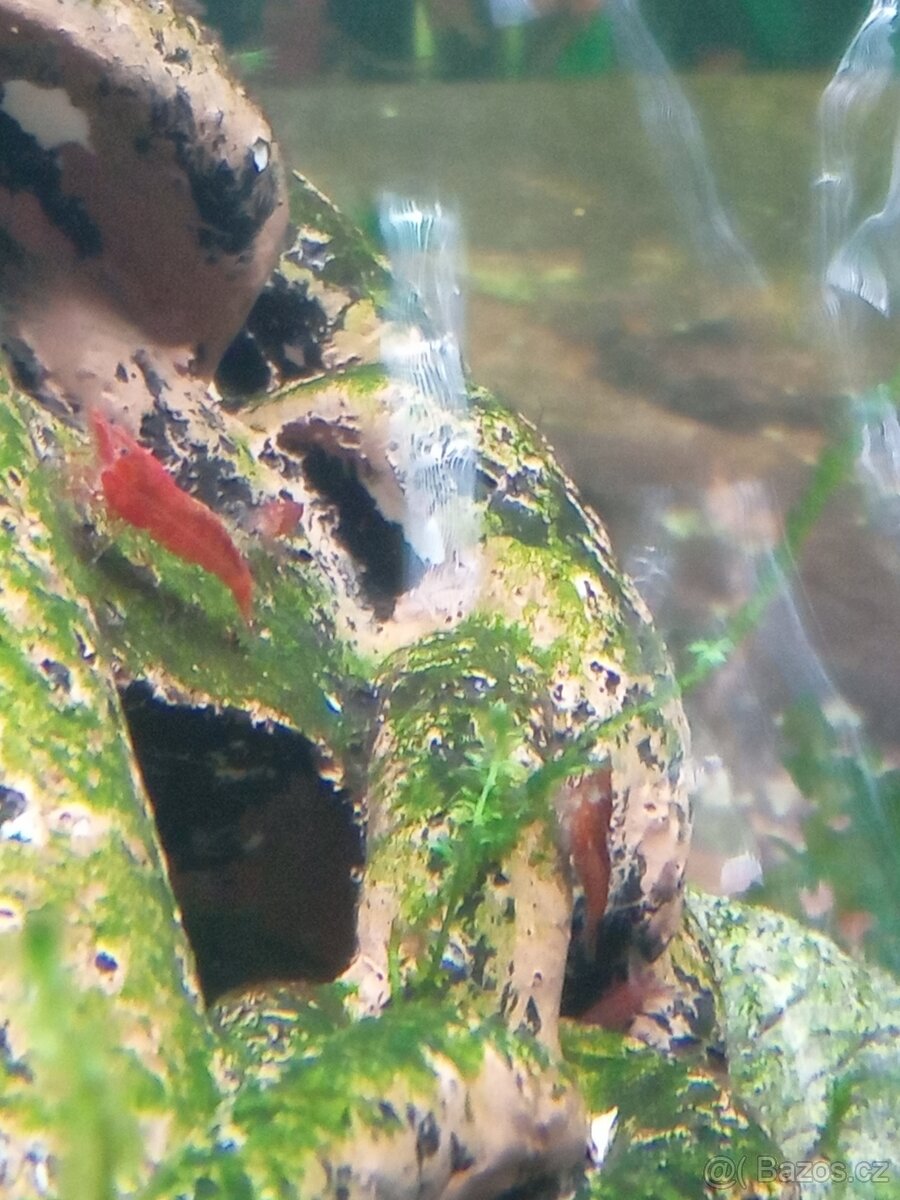 Krevety červené rodů neocaridina.