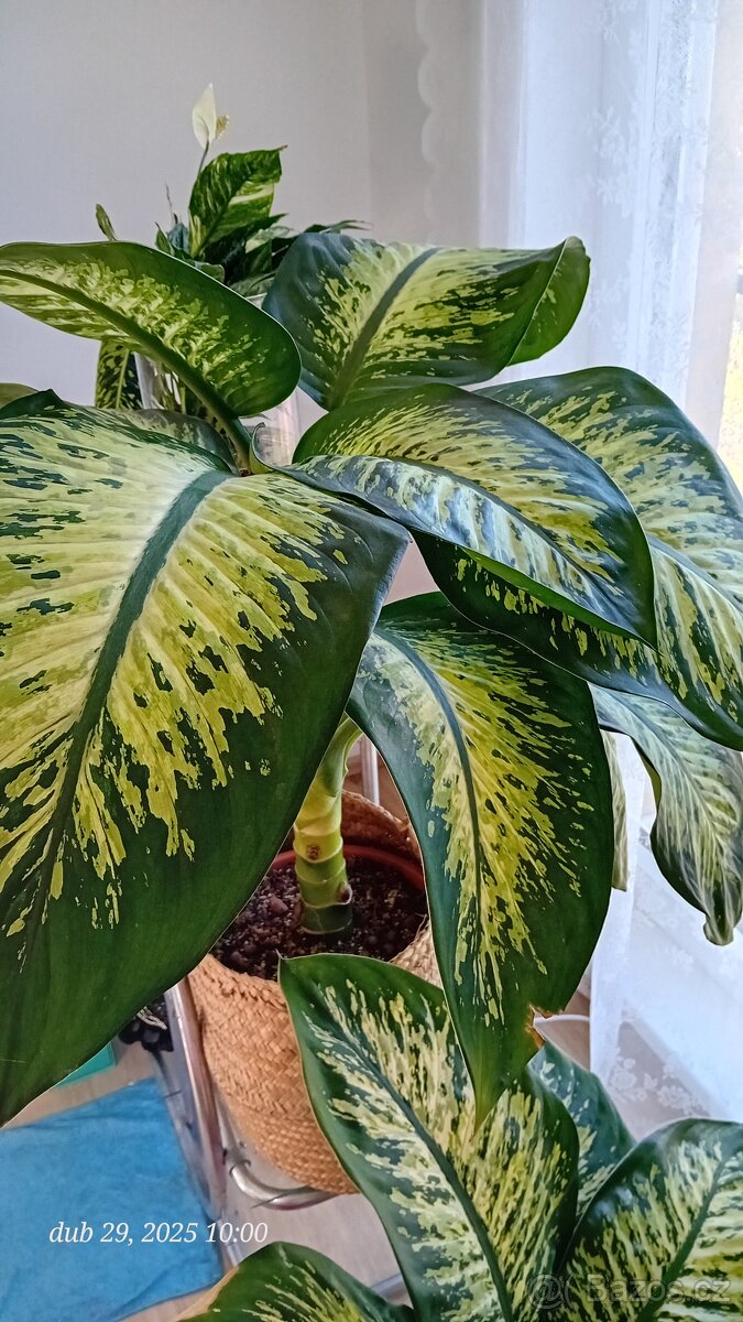 Diefenbachie II.