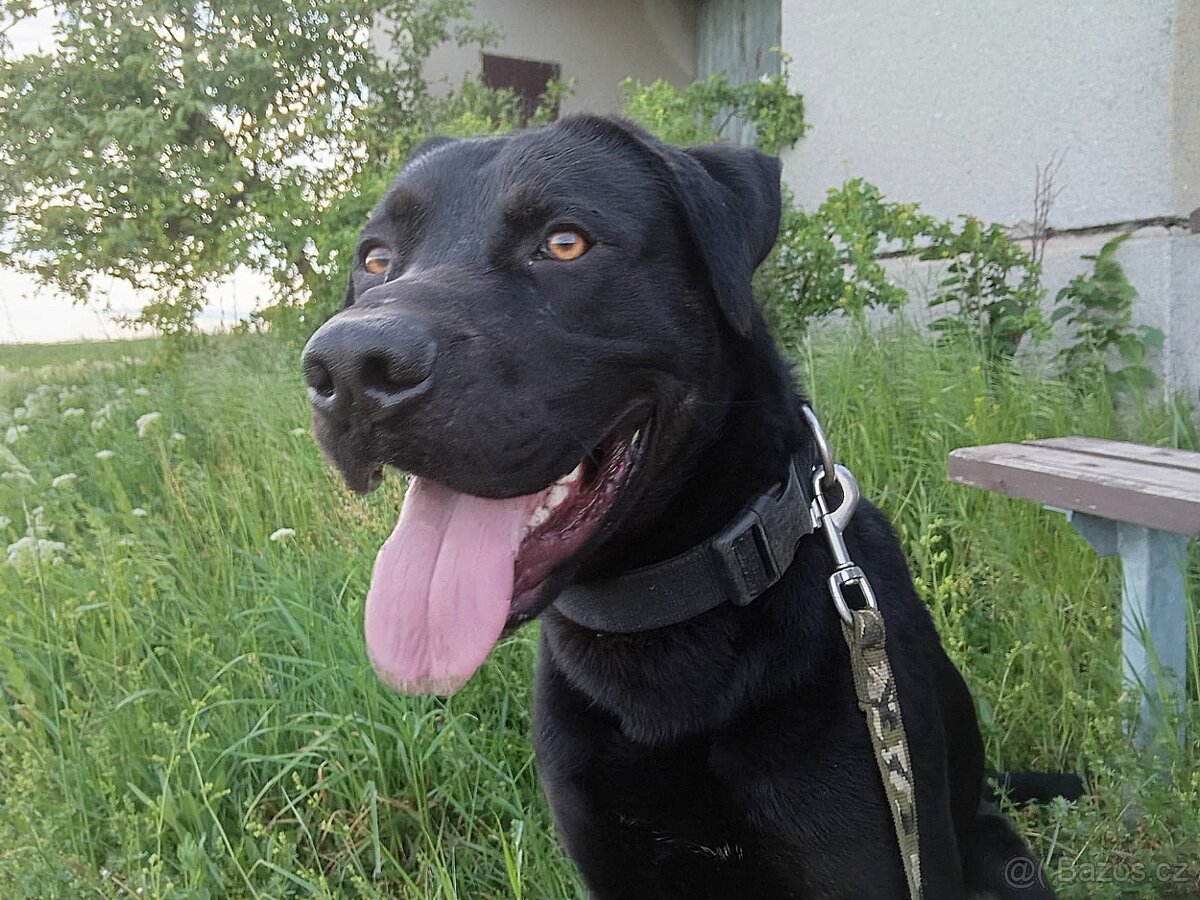 ÁRON K ADOPCI - přátelský akční parťák