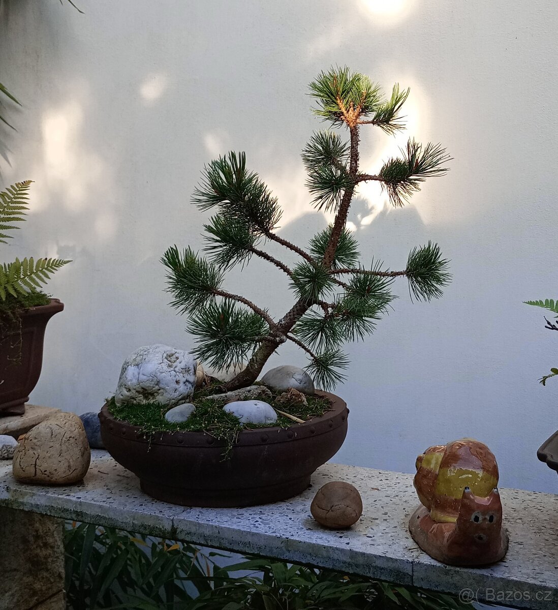 Borovice osinatá (Pinus aristata) bonsai