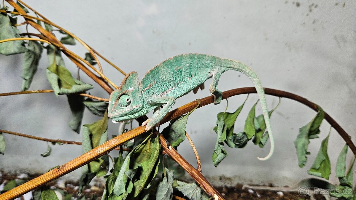Chameleon jemenský