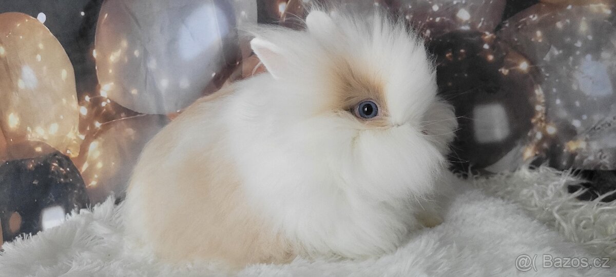 Zakrsly teddy kralik