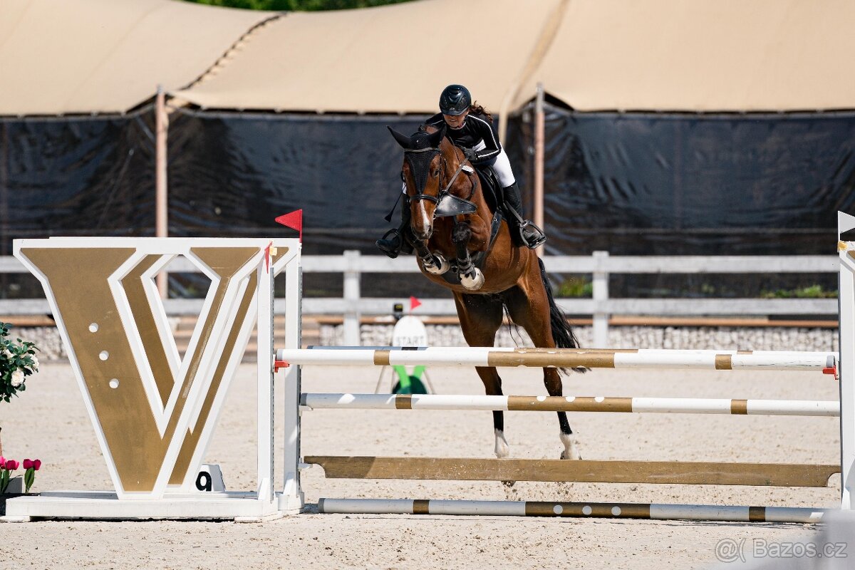 Prodám 5letou skokovou klisnu