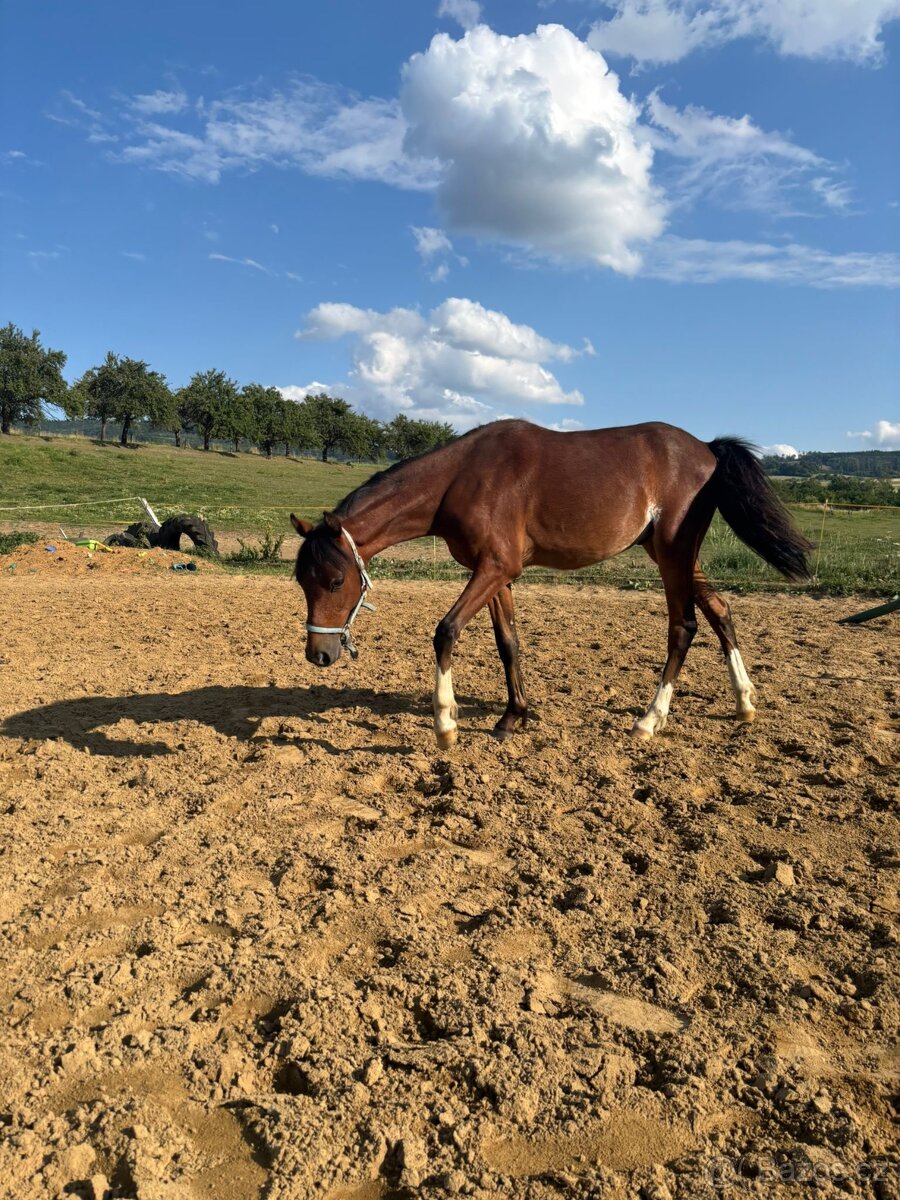 Roční Pony k prodeji
