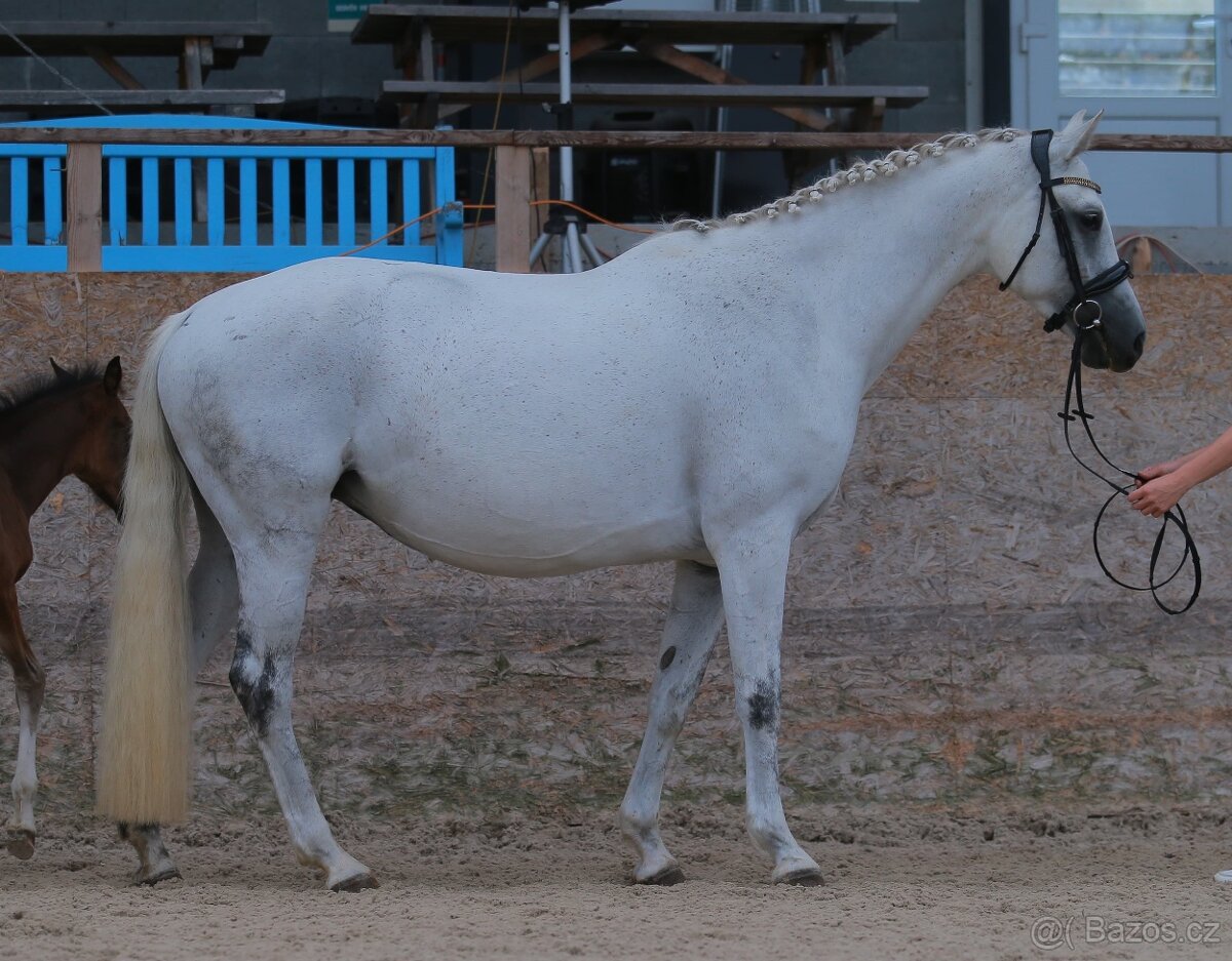 Chovna klisna - brezi
