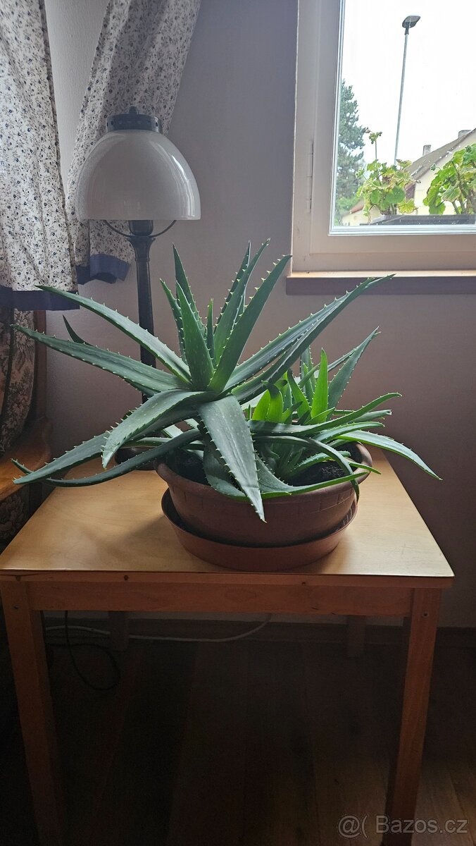 Aloe vera