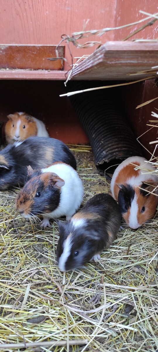 Prodám krátkosrstá morčata.