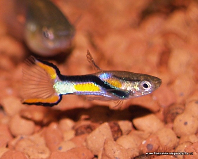 Endlerka (Poecilia wingei)