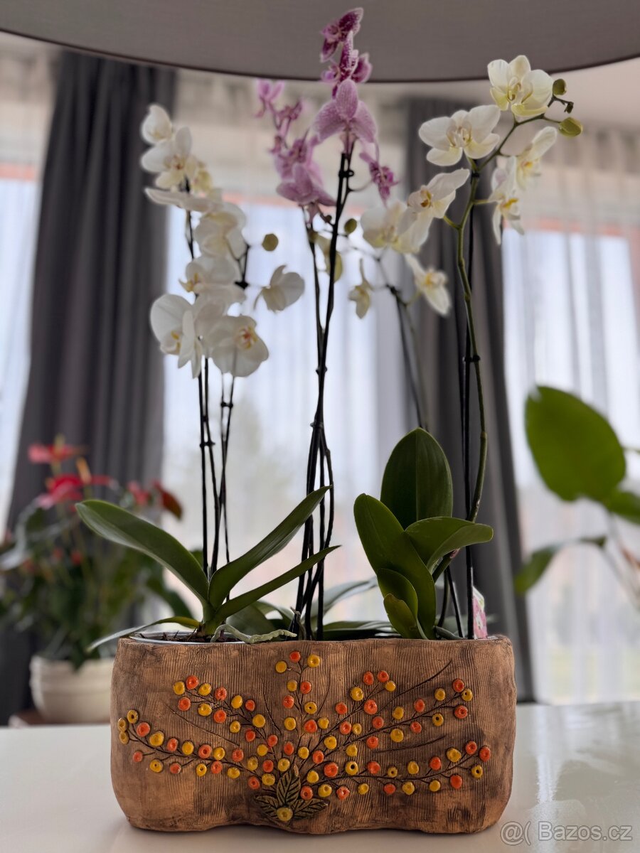 "Orchideový truhlík"