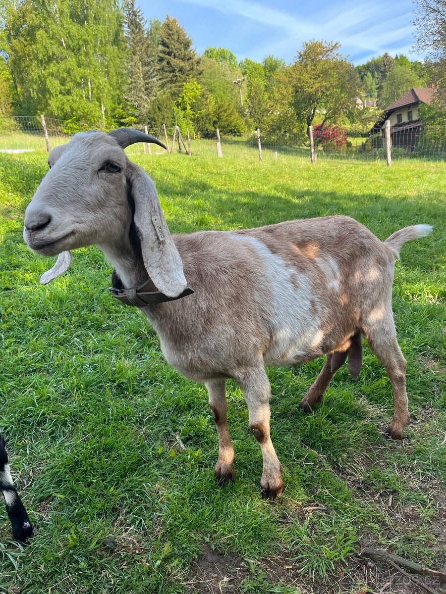 Anglonubijska 100% koza