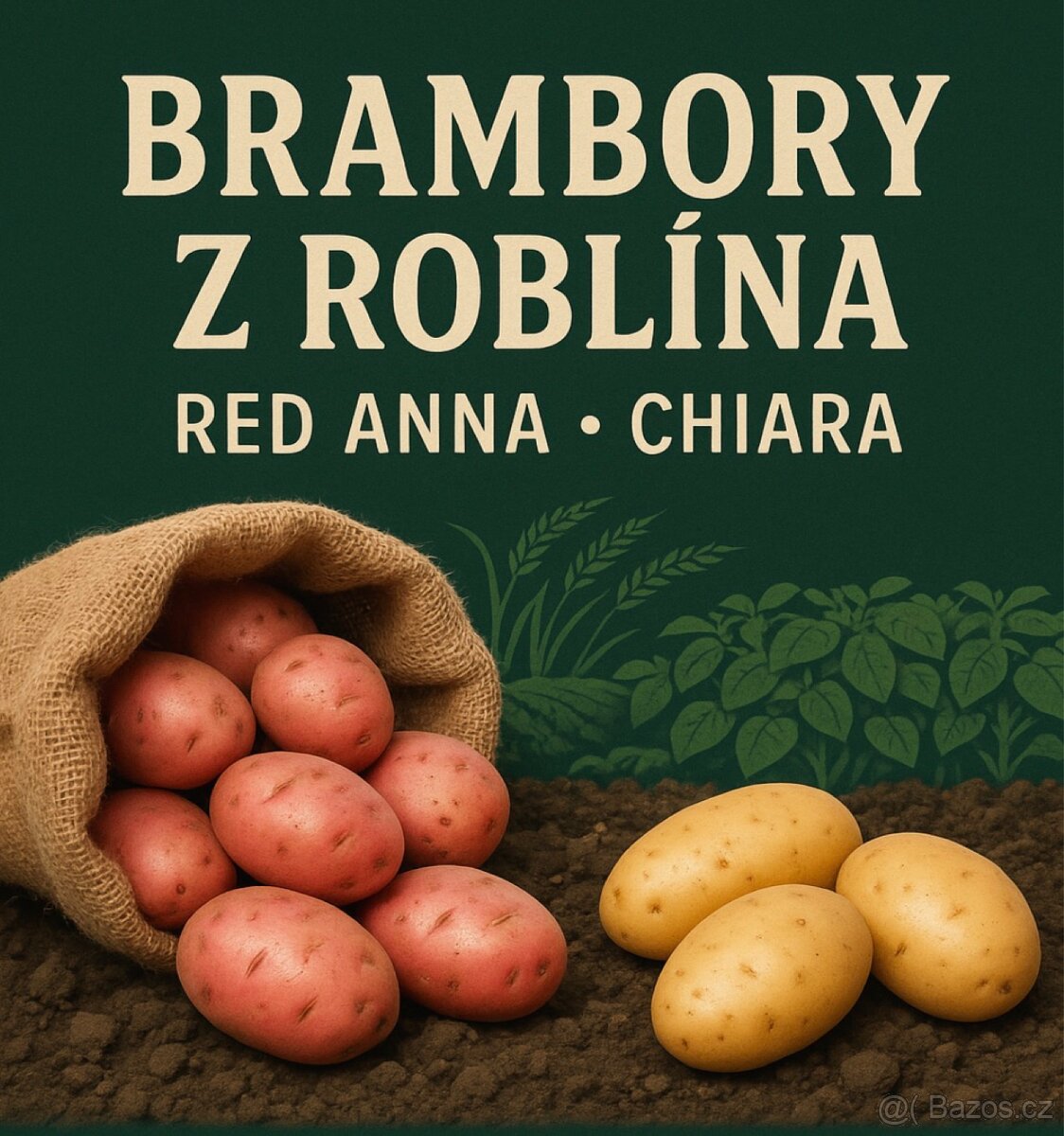 Brambory z Roblína