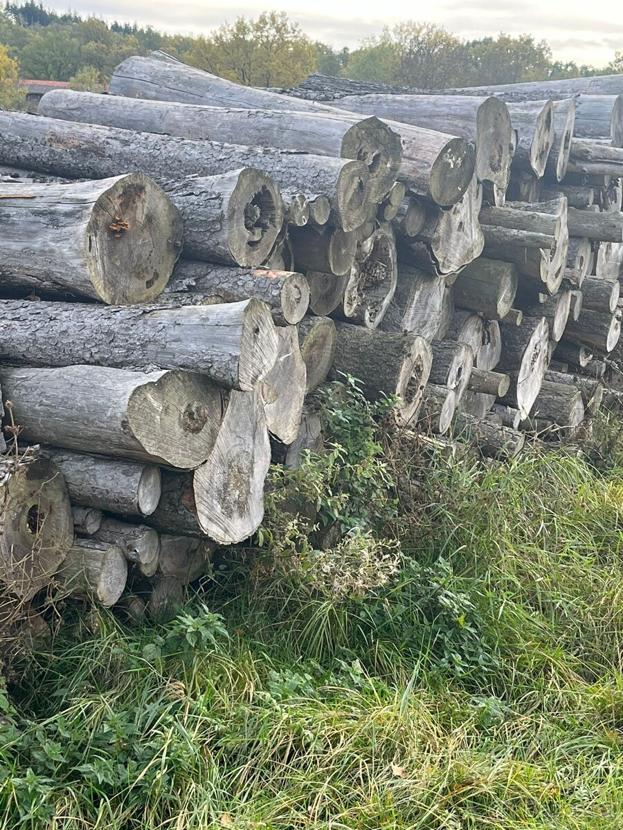Prodám palivové dřevo