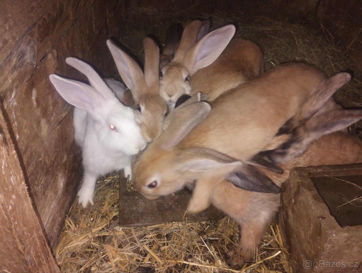 Králíci do chovu / na maso Hylla x Massyla