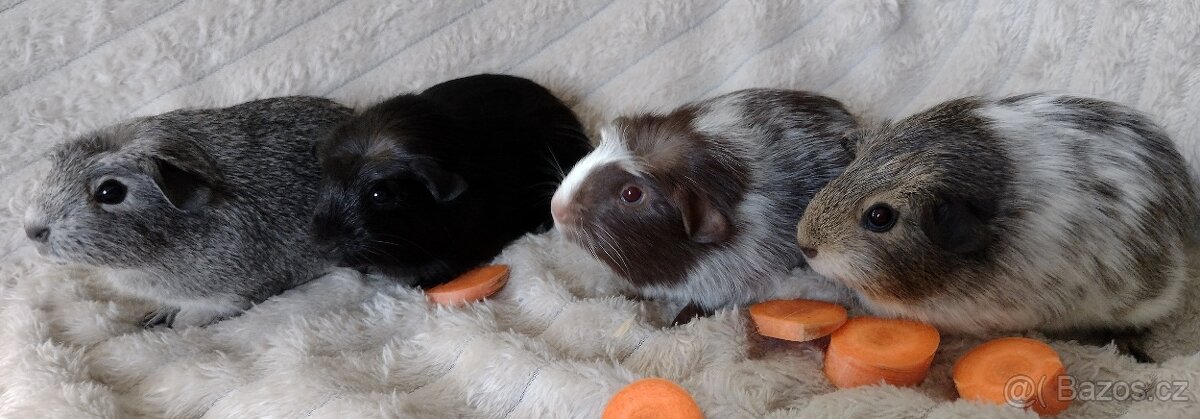 Morče - morčátka hladkosrstá