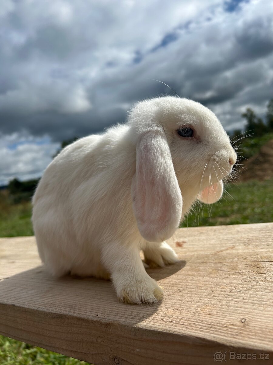 Zakrsly beranek bílý modrooky