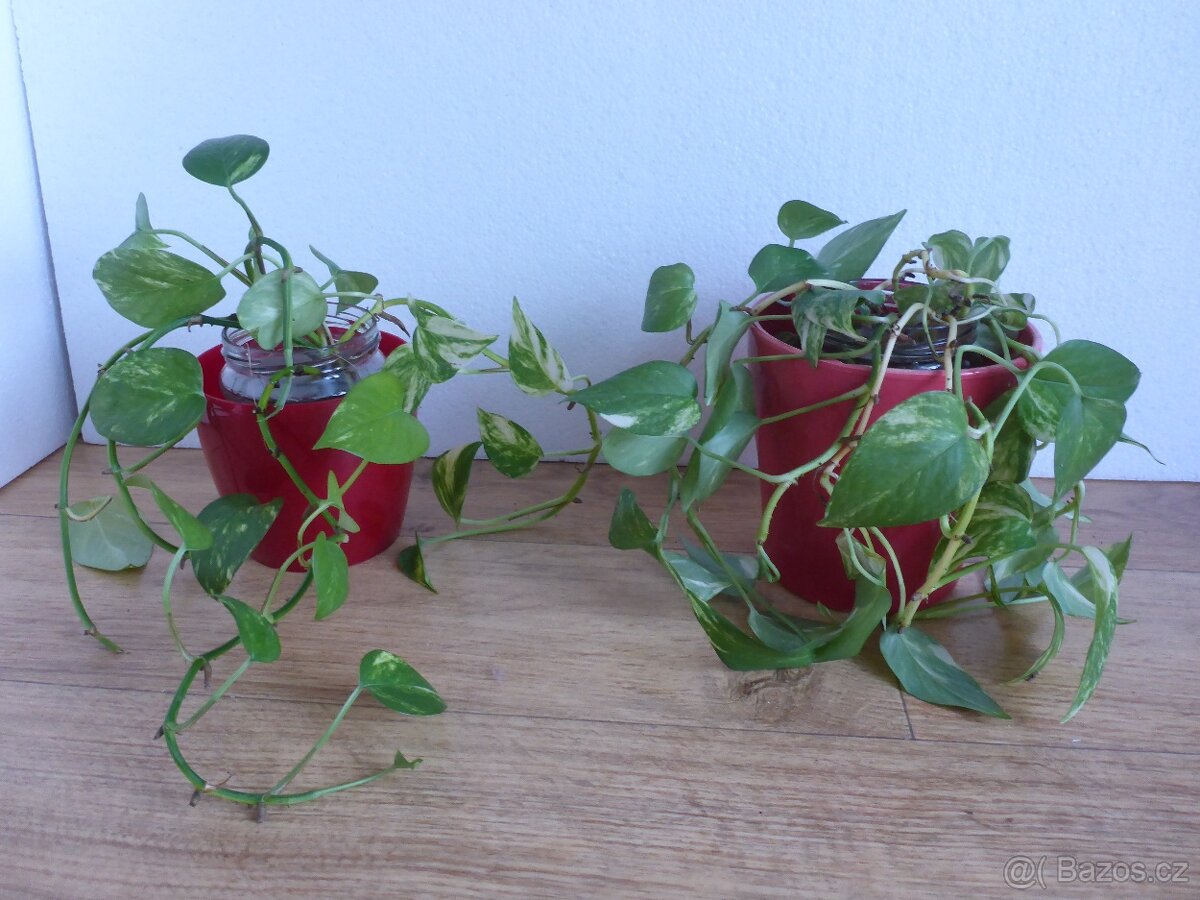 Šplhavnice + zdarma aloe