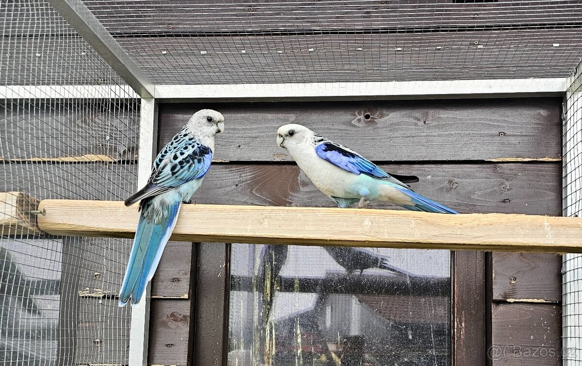 Rosela pestrá modrá - chovný pár