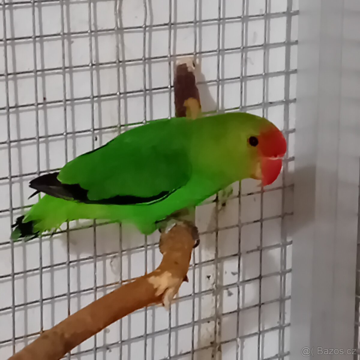 Agapornis etiopsky
